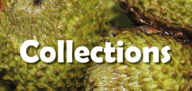 Collections Image