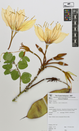 Example of a herbarium specimen
