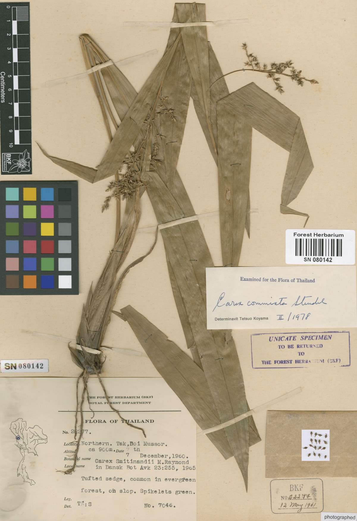 To Bangkok Forest Herbarium (Carex commixta BKF22277 type 1)