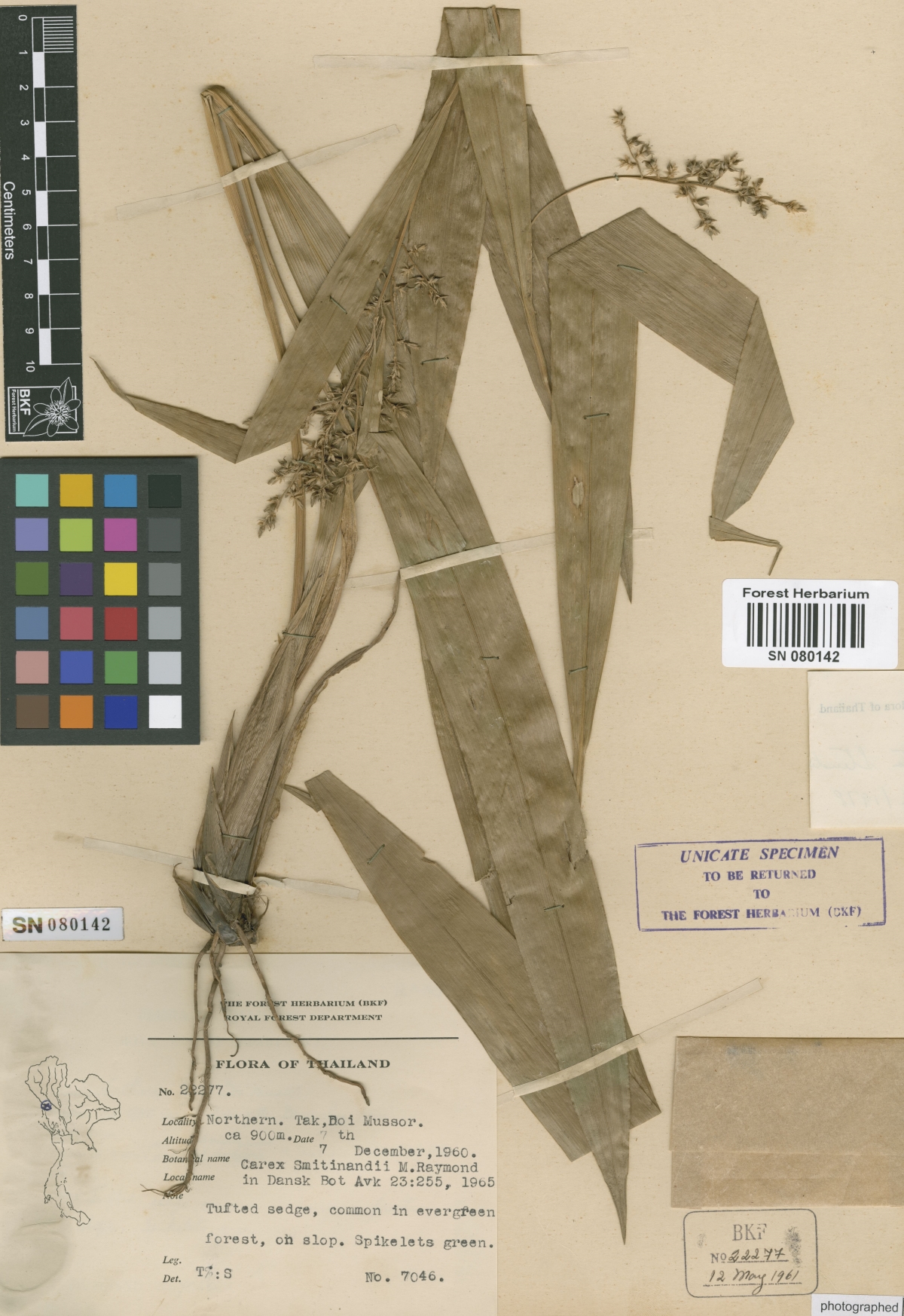 To Bangkok Forest Herbarium (Carex commixta BKF22277 type 2)
