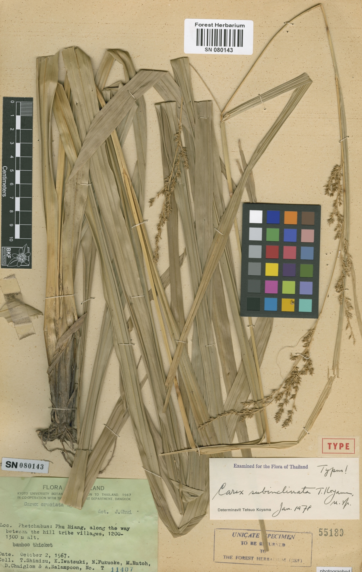 To Bangkok Forest Herbarium (Carex subinclinata BKF55189 type 1)