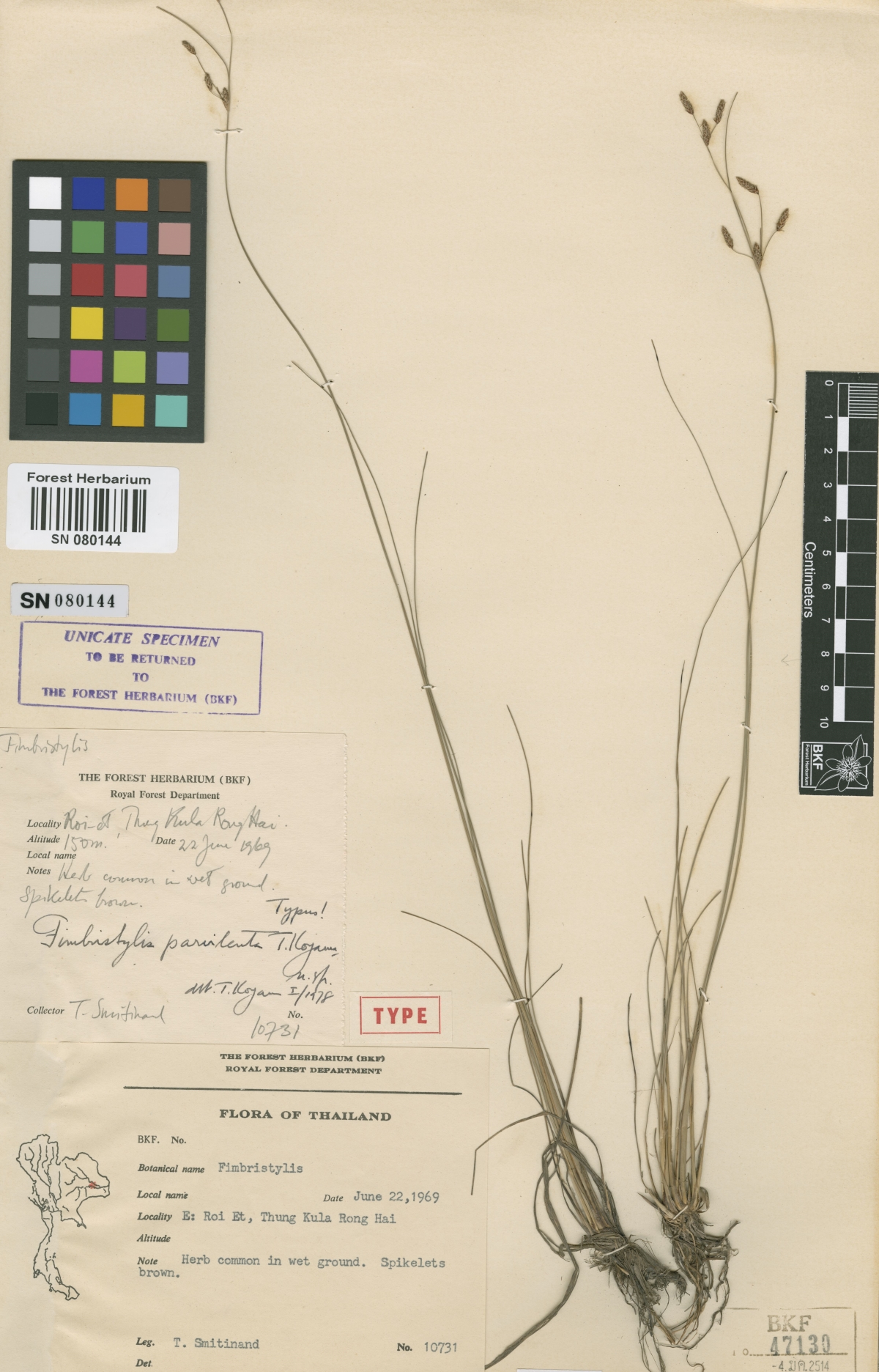To Bangkok Forest Herbarium (Fimbristylis parvilenta BKF47130 holotype 1)