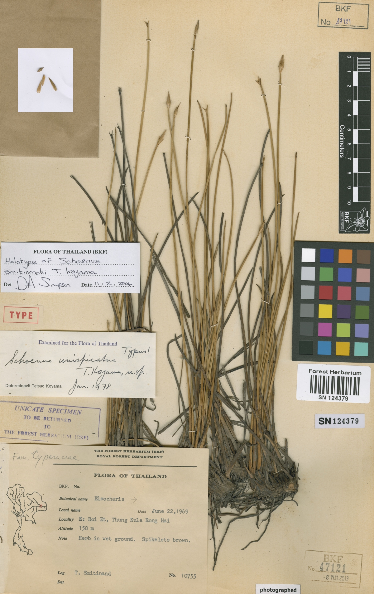 To Bangkok Forest Herbarium (Schoenus smitinandii BKF47121 holotype 1)