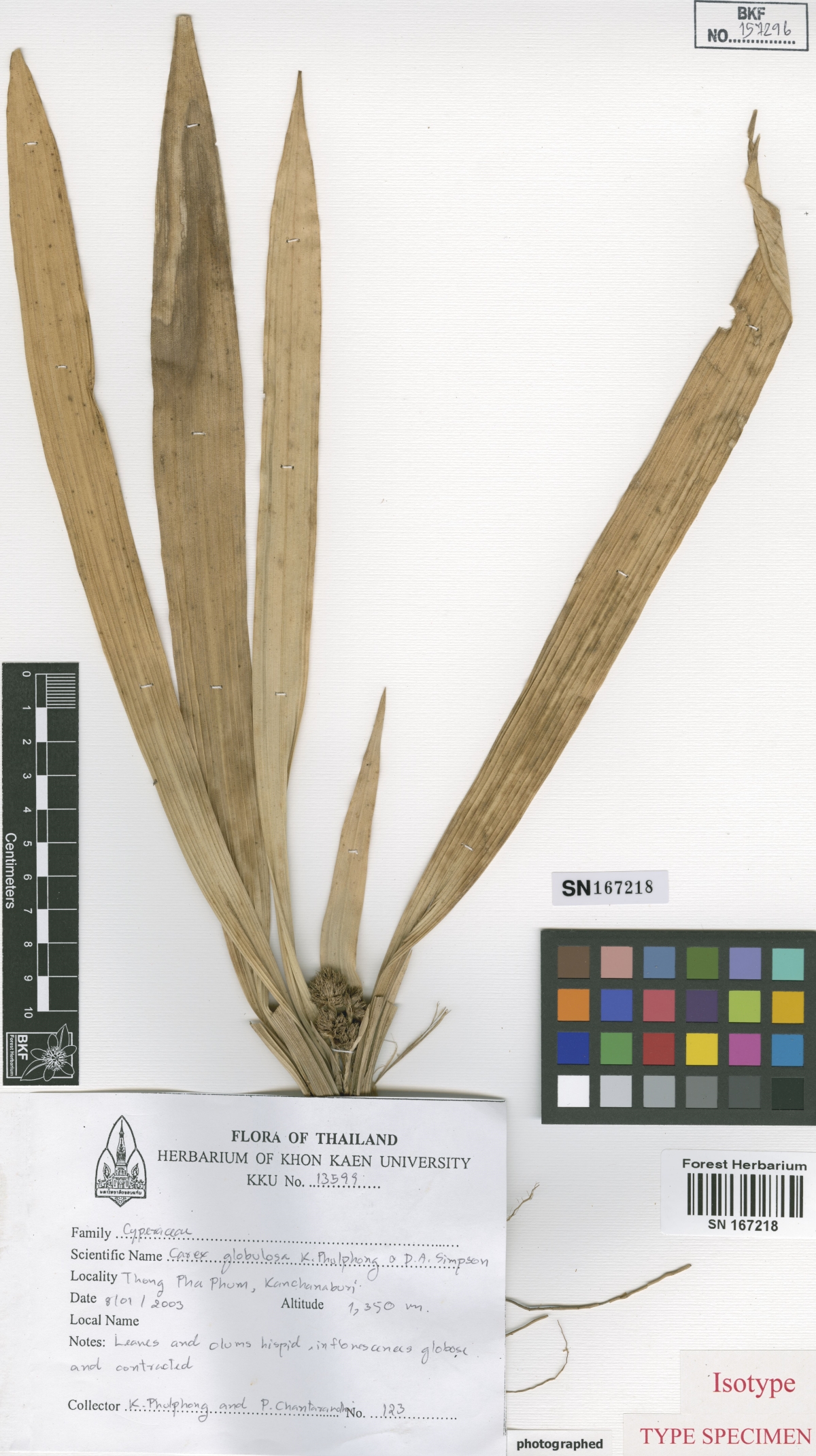 To Bangkok Forest Herbarium (Carex globulosa BKF157296 isotype 1)