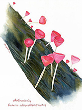 Cookeina sulcipes (Berk.) Kuntze